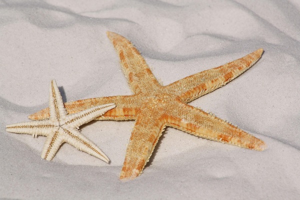 马来西亚拉曼大学没有雅思可以申请吗语言要求核验